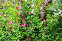 Ramblerrosen an tote Bäume pflanzen