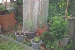 Günstiger Regenschutz für Tomaten: Tomatenhaube