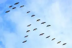 „Warum ziehen Vögel in den Süden?“