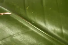 Wollläuse an Pflanzen bekämpfen – Hausmittel