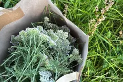 Schafgarbe – Wirkung, Sammeln & Tee-Rezept