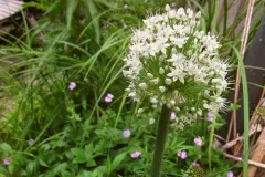 Lauchzwiebeln einpflanzen für schöne Blüten