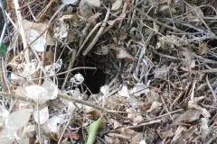 Dachs vertreiben – Hausmittel