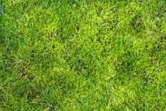 Moos im Rasen entfernen – Hausmittel & Tipps
