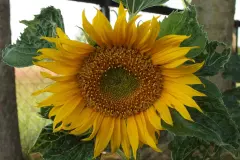 Sonnenblumen länger frisch