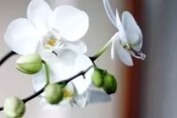 Orchideen mit Barthaaren zum Blühen bringen