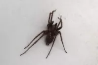 Spinnen von Zimmerdecke entfernen mit Besenstiel & Klebeband