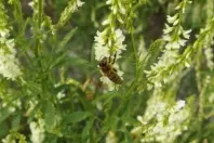 Kalzium bei Bienen- oder Wespenstich