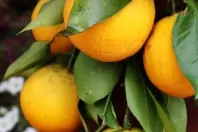 Orangenreiniger gegen Silberfischchen