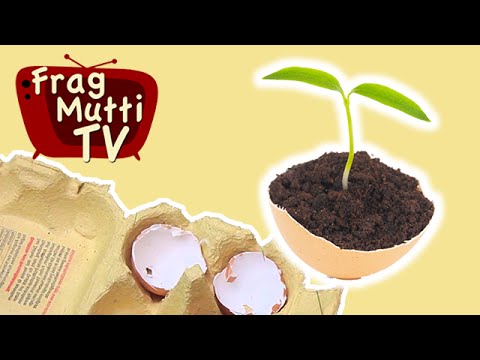 Pflanzen züchten und ziehen in Eierschalen | Frag Mutti TV