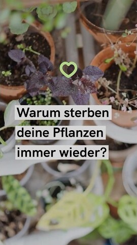 Zimmerpflanzen richtig pflegen: 20 typische Fehler