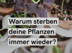 Zimmerpflanzen richtig pflegen: 20 typische Fehler