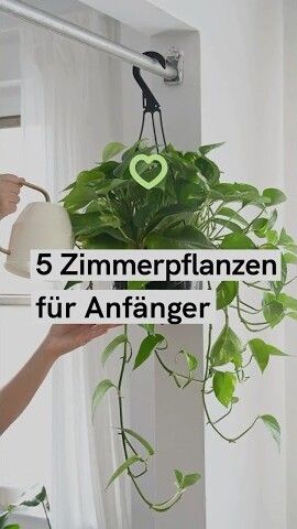 5 pflegeleichte Zimmerpflanzen