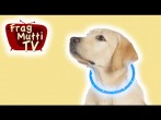 Leuchthalsbänder für Hunde im Vergleich | Frag Mutti TV
