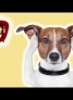Hundeohren reinigen | Frag Mutti TV