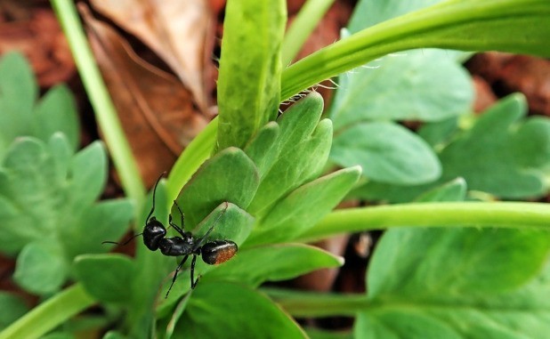 Ameisen Bekampfen Hausmittel Tipps Frag Mutti