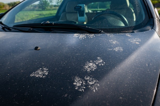 Pfotenspuren auf der Motorhaube sind meist ein Zeichen dafür, dass ein Marder auf und im Auto unterwegs war.