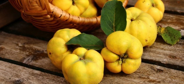 Quitten verarbeiten - aus den goldenen Früchten lassen sich sowohl süße als auch herzhafte Gerichte zaubern.